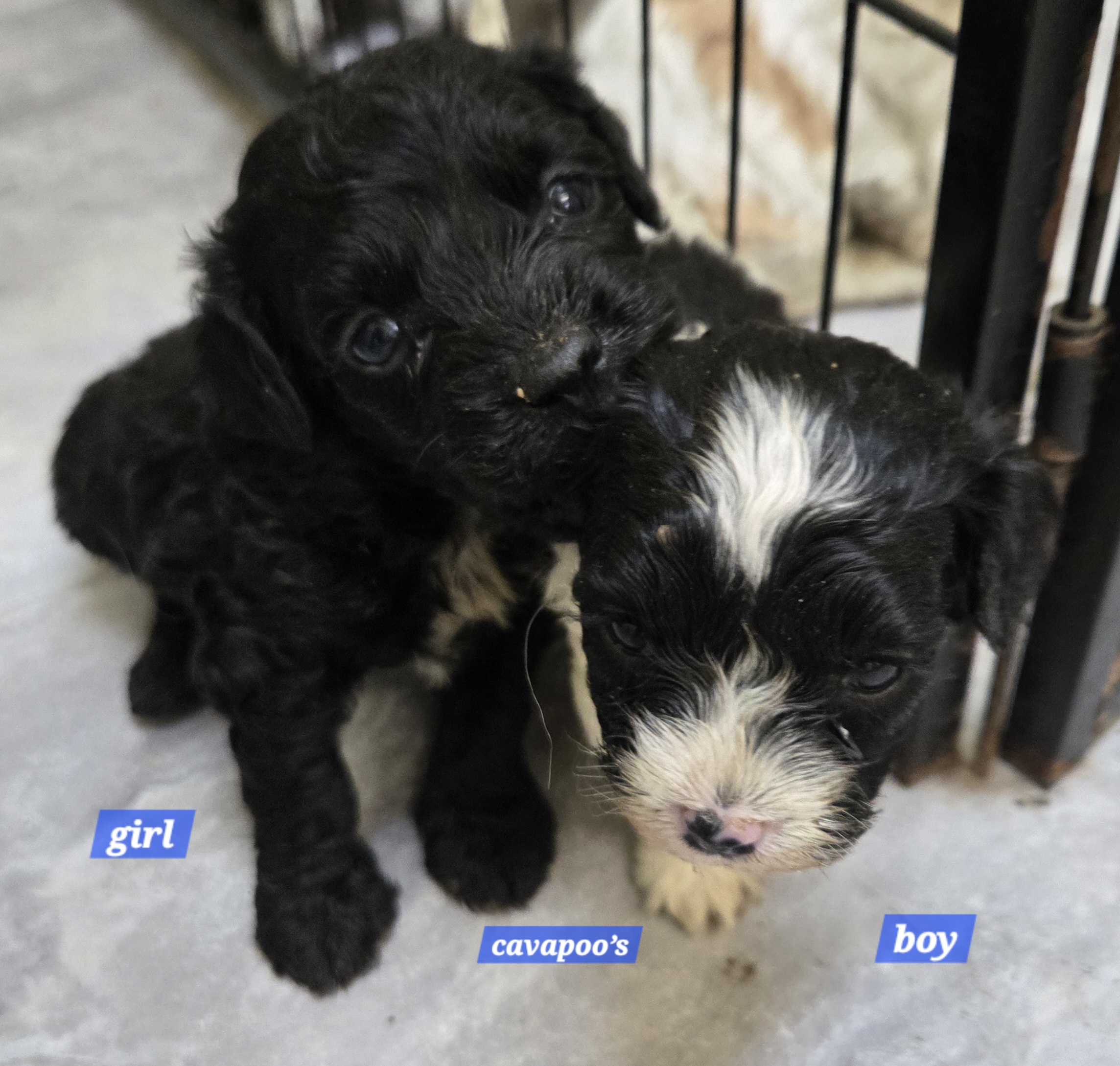 Cavapoo puppies together