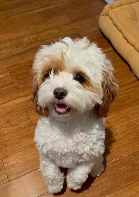 Cavapoo dog looking at camera