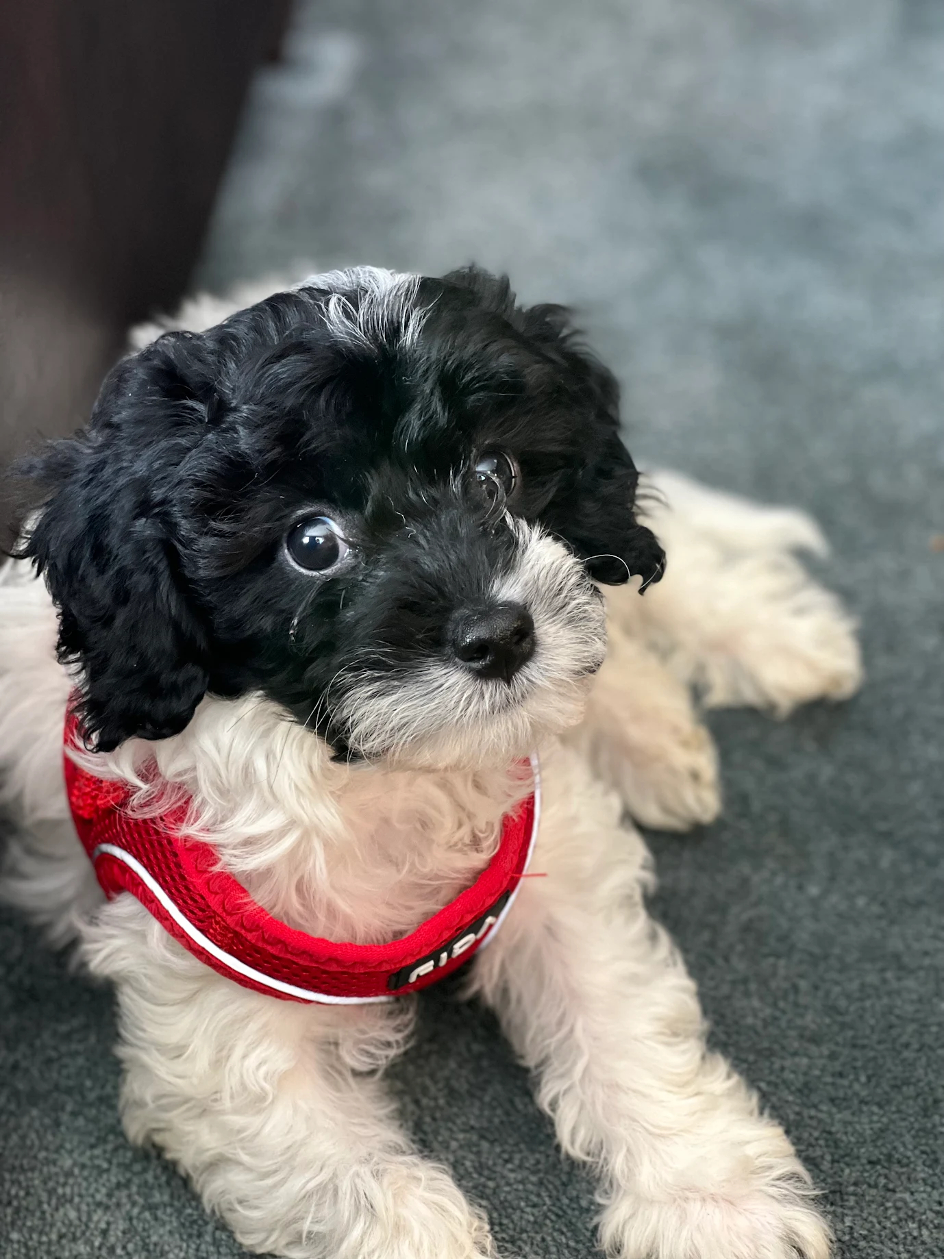 Cavapoo puppy close up