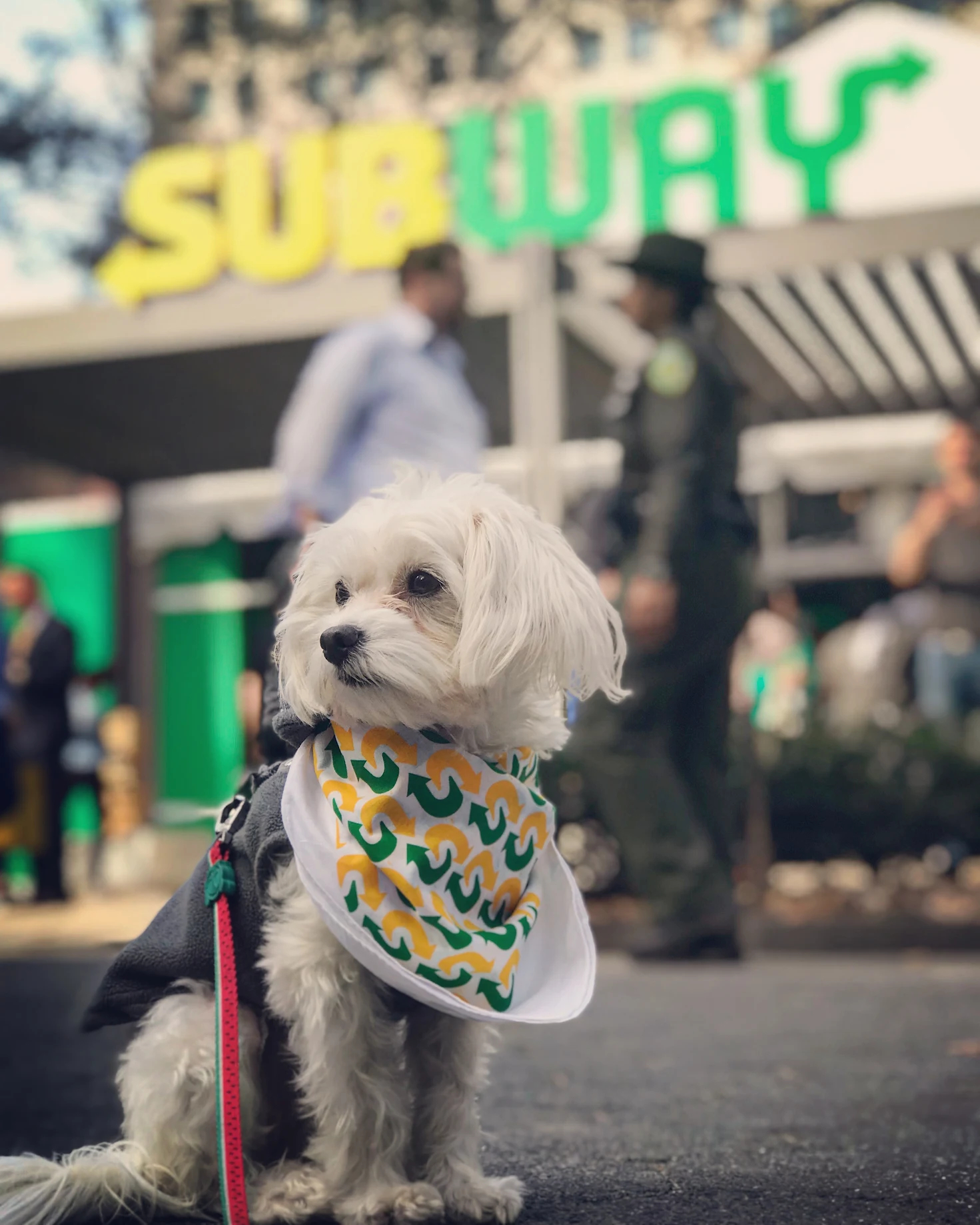 Maltese dog with light coat