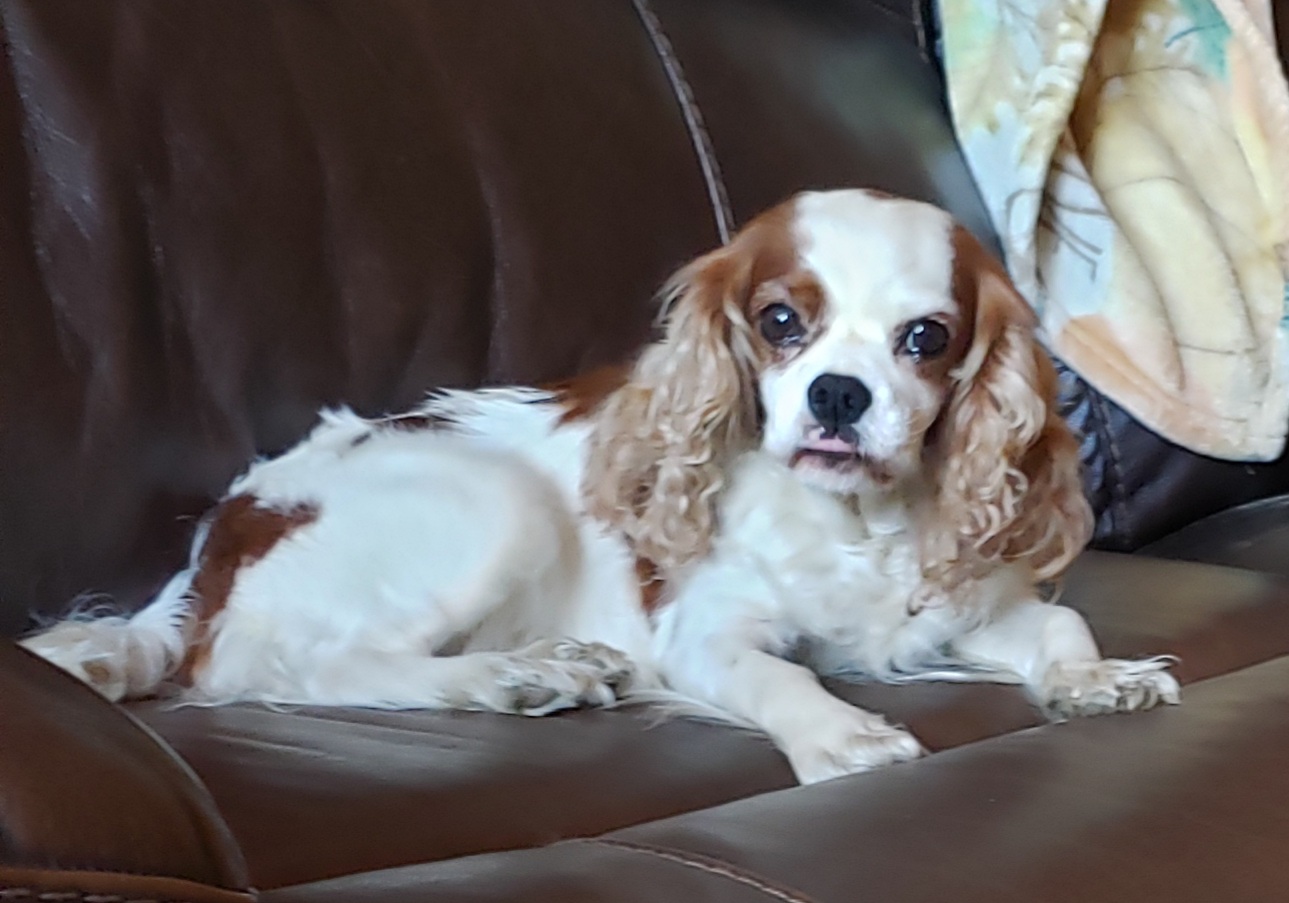 Cavalier from Luvly Acres Cavaliers