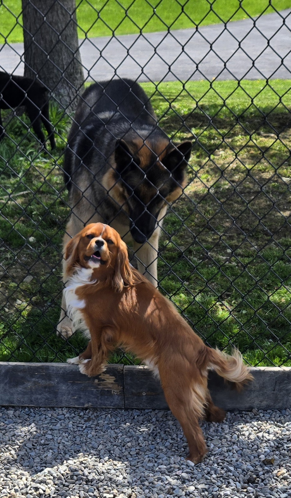 Cavalier from Luvly Acres Cavaliers