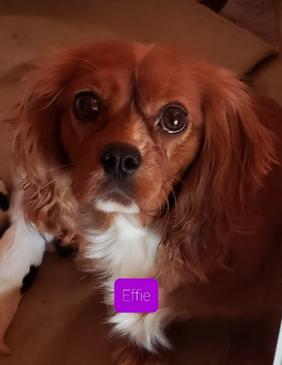 Blenheim Cavalier puppy