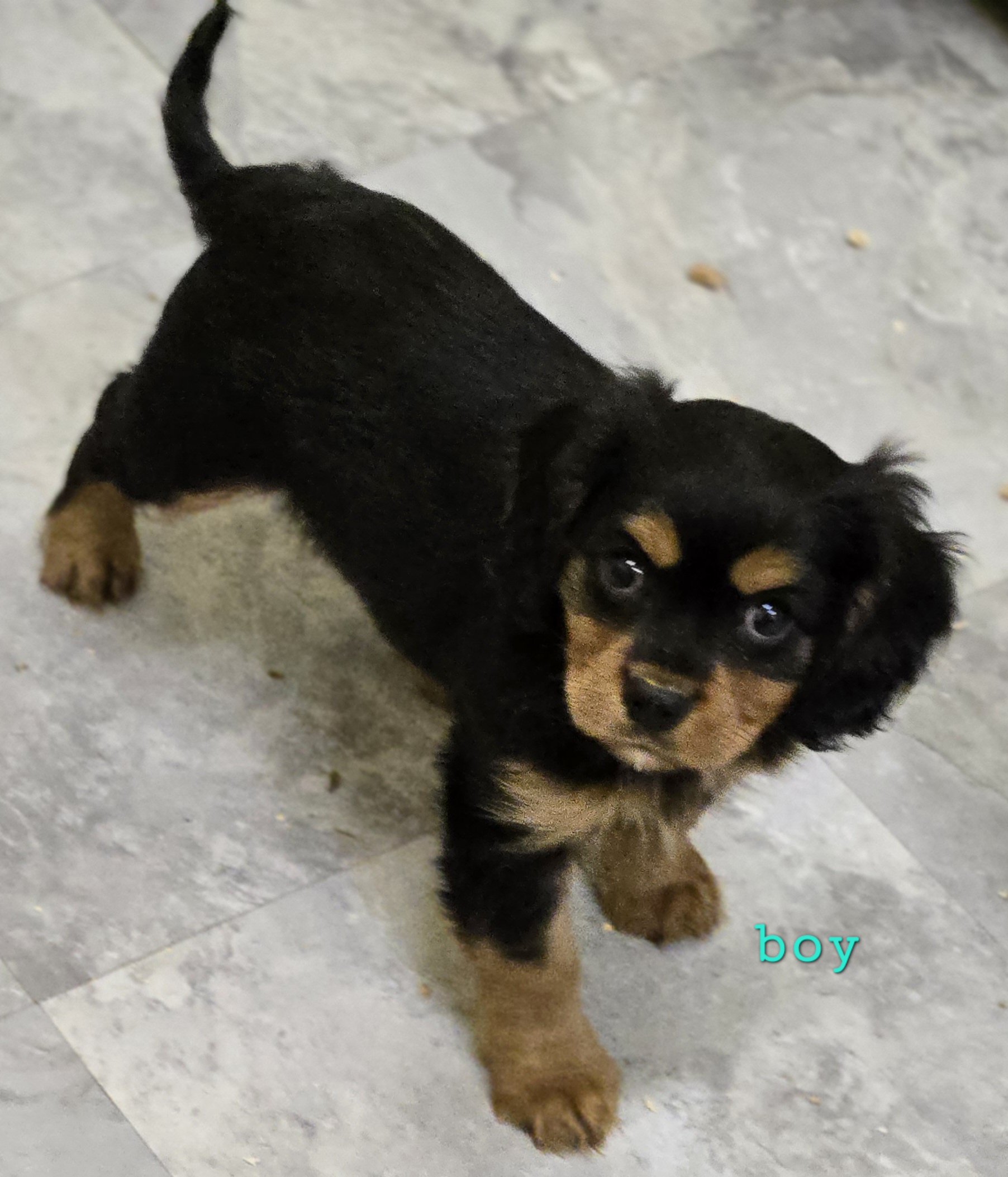 Black & Tan Cavalier